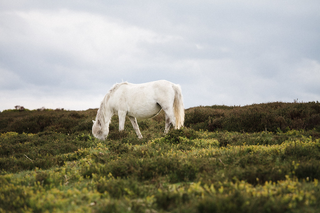 Wild Ponies on the Long Mynd in Shropshire.