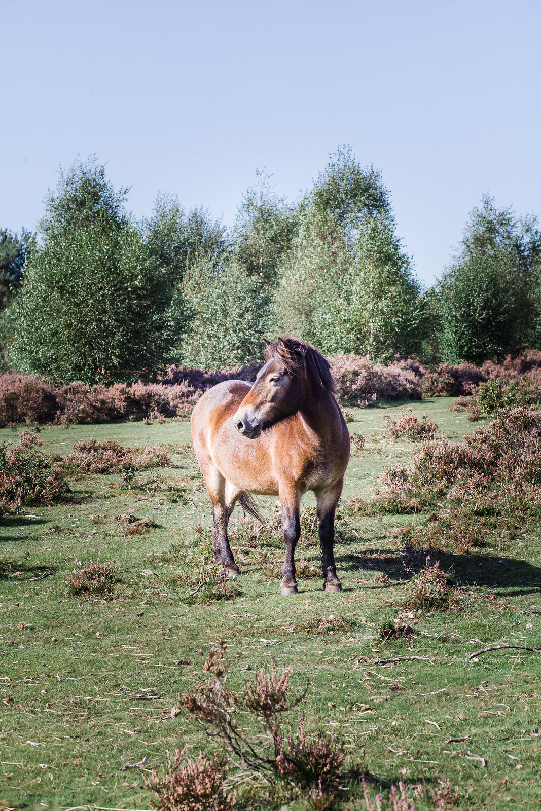 Sutton Park Ponies