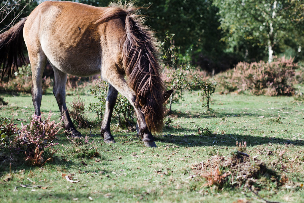 Exmoor Ponies in Sutton Park