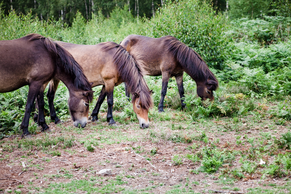 Sutton Park Horses | July 2020
